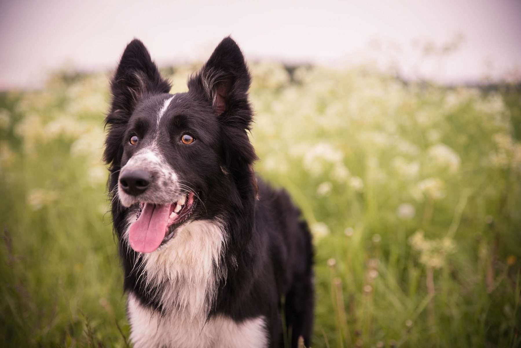 20+ BORDER COLLIE GIFTS FOR THE DOG PERSON IN YOUR LIFE